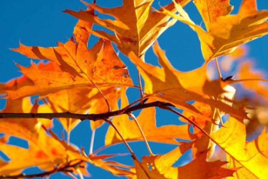 Savaitgalis bus saulėtas ir gražus - Lietuva ir Baltijos šalys