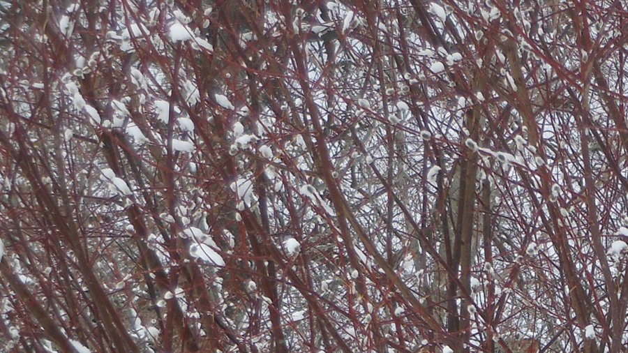 6 апреля 2013 г.: зима, весна или лето? - В Висагинасе