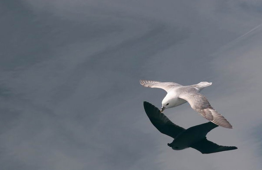 Пожарная команда спасла раненую чайку                                 - Хобби, отдых и развлечения