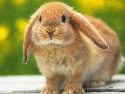 Кроликов, заполонивших Стокгольм, перерабатывают на биотопливо - Наука и здоровье