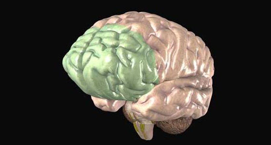 Создана методика «чтения мыслей» человека - Наука и здоровье