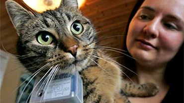 В британском интернете набирают популярность сайты фотографий, сделанных кошками