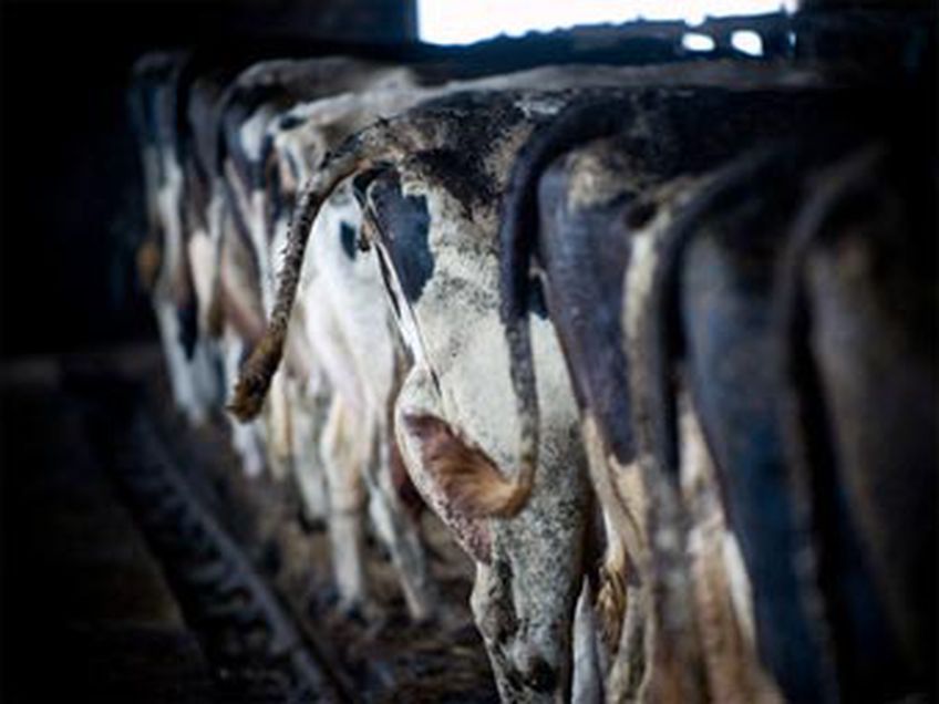 Эстонских крестьян озадачил налог на коровьи газы