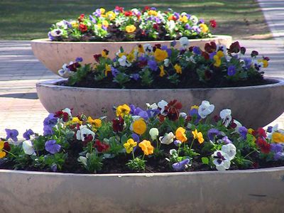 Раиса Вирко: «Хочется, чтобы висагинцы почувствовали, что пришла весна!» (видео) - В Висагинасе