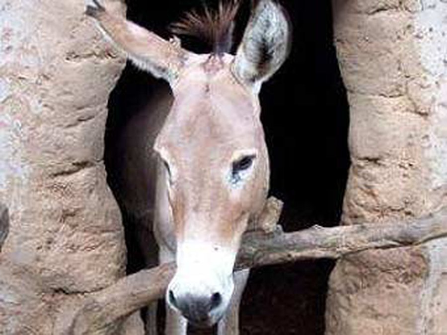 Мексиканская полиция посадила в тюрьму осла - Хобби, отдых и развлечения