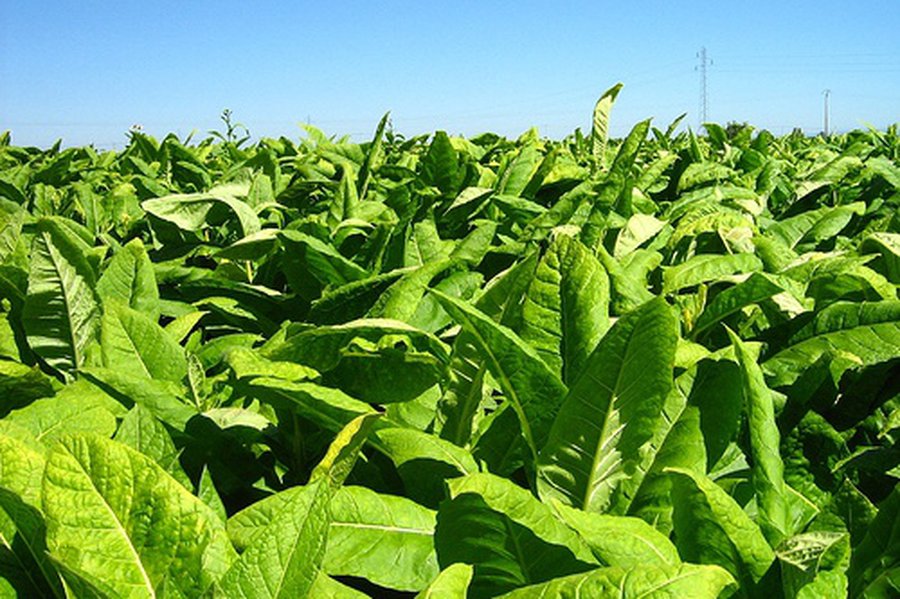 Генетически модифицированный табак поможет бороться с ВИЧ - Наука и здоровье