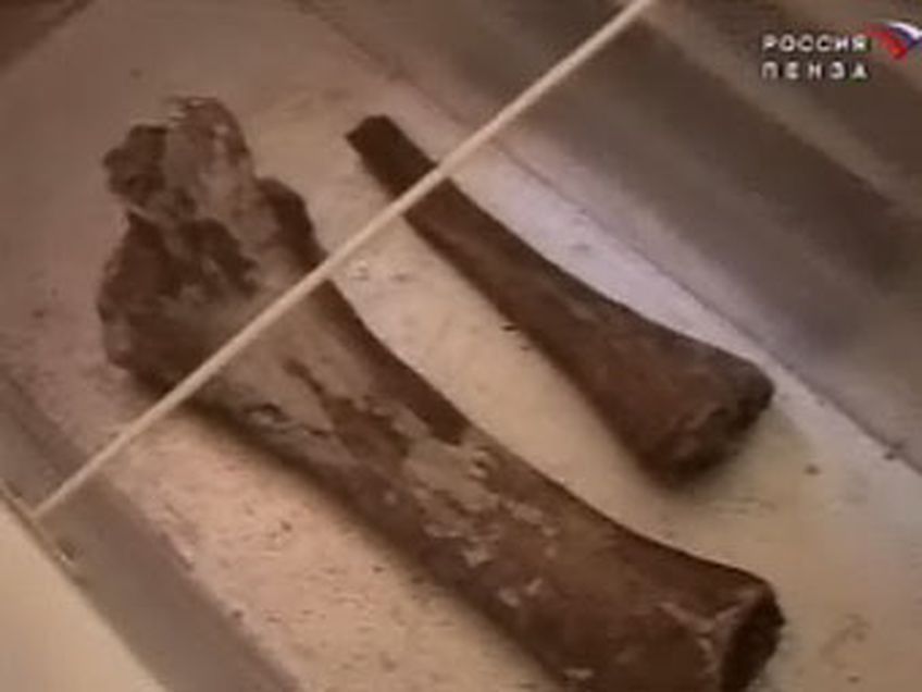 В Пензенской области найдены кости мамонта