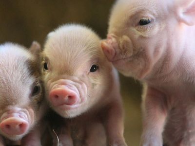 Первые лица Литвы решают проблемы свинокомплексов - Литва и страны Балтии