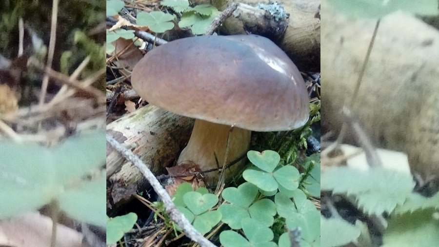 Фото № 11 конкурса «Осенние дары леса» - Конкурсы для читателей