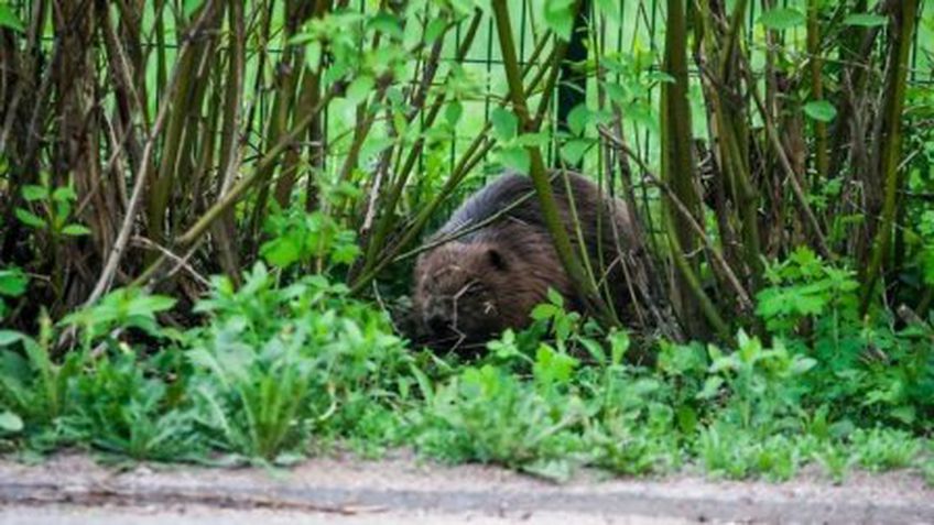 Į Vilniaus gimnaziją atklydęs bebras užpuolė katiną