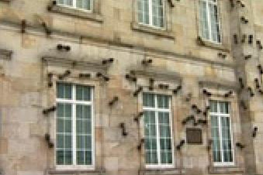 Гигантские муравьи на колумбийском парламенте - Культурные и спортивные мероприятия