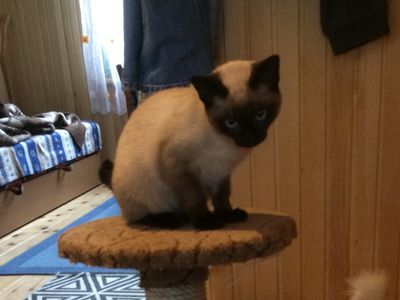 Участник №6 конкурса «Мой домашний любимец» - Конкурсы для читателей