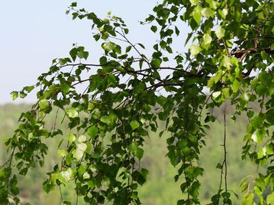 Все на городской праздник!                 - В Висагинасе