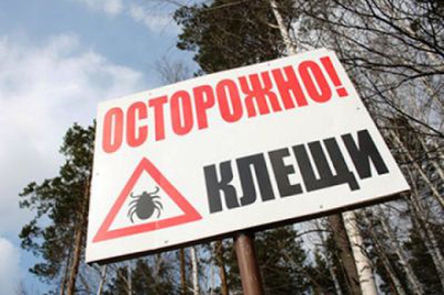 Клещи атакуют грибников практически на всей территории Литвы

 - Наука и здоровье