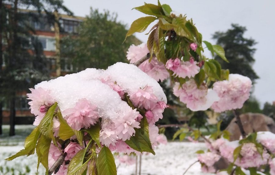 Холодный период продолжается: сильный ветер принесет снег - Литва и страны Балтии
