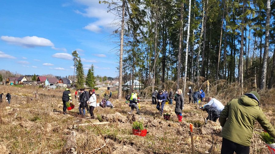 Prasidėjo pirmieji miškasodžiai: per dieną pasodinta beveik 44 tūkst. medelių - Įdomu žinoti