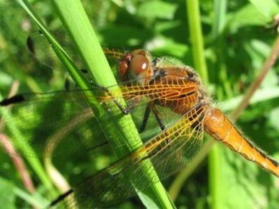 ООН призывает жителей Земли питаться насекомыми - Наука и здоровье