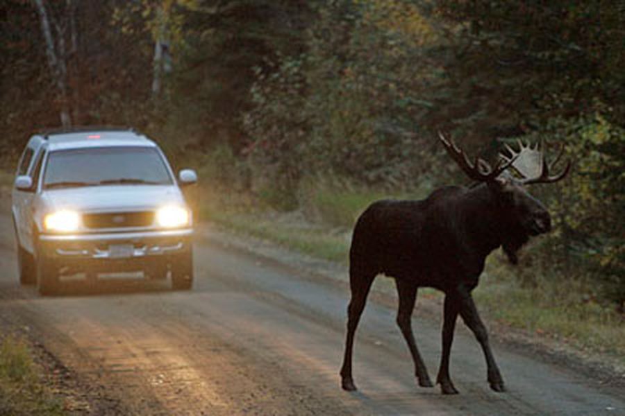 На дороге Дукштас-Висагинас погиб лось                                                                                                 - Происшествия и криминал