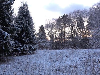 Экспертиза  деревьев, подлежащих вырубке, на астрополяне закончена (видео) - В Висагинасе