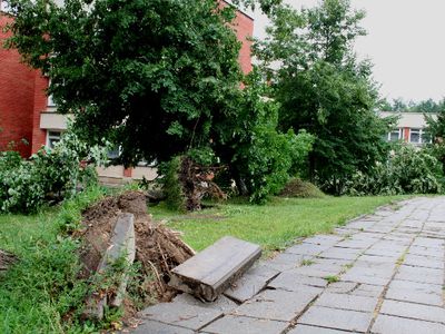 Ураган повалил деревья - В Висагинасе