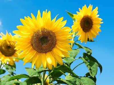 Последняя неделя лета: синоптики рассказали, какая погода ждет - Литва и страны Балтии