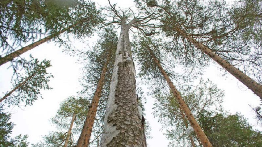 Началась вырубка сухих деревьев во дворах - В Висагинасе