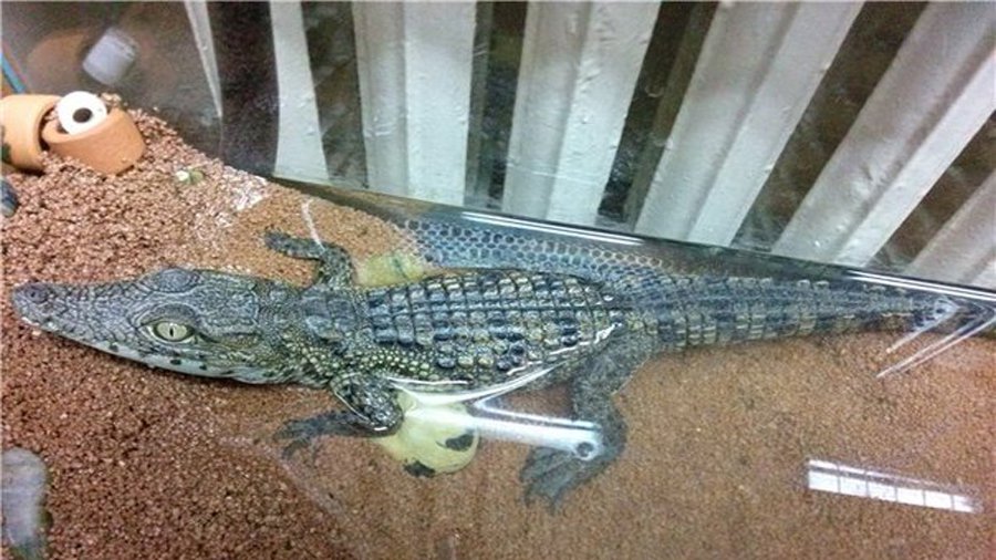 В Петербурге на помойке нашли крокодила - Хобби, отдых и развлечения