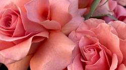 Поздравление от демократов с Международным женским днем!