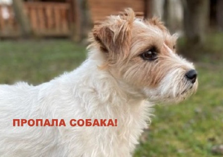 Пропала собака! - Находки-пропажи