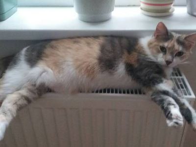 Сегодня последний день голосования! - Конкурсы для читателей