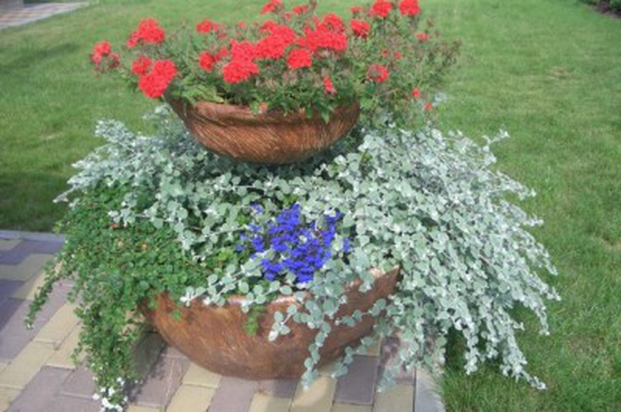 Skelbiamas gėlynų konkursas                 - Visagine