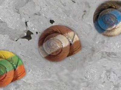 The Economist: Крах Латвии нанесет сильный удар по Литве и Эстонии - Литва и страны Балтии