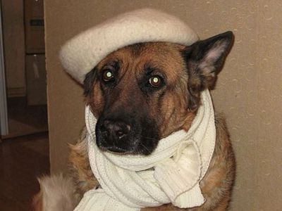 Участник № 57 конкурса «Мой домашний любимец» - Конкурсы для читателей