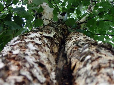 Приглашает Секминес  - В Висагинасе