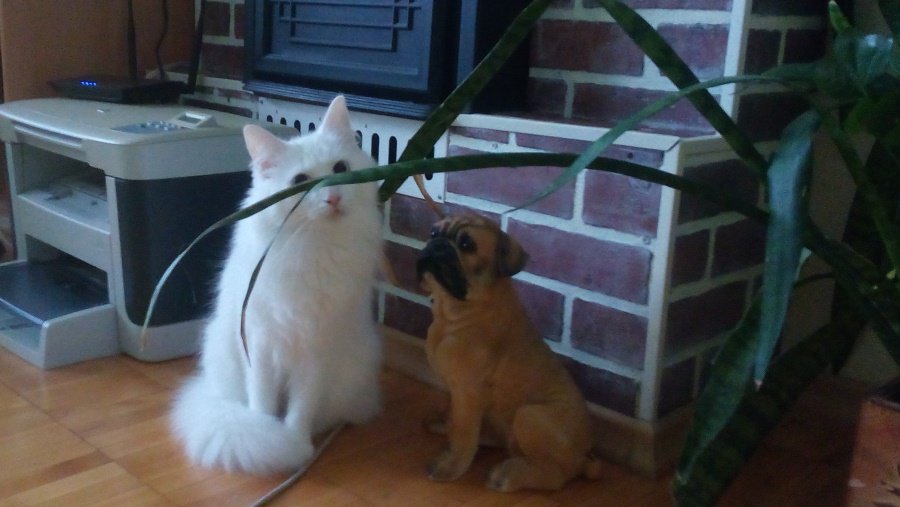 Участник №6 конкурса «Что бы это значило?» - Конкурсы для читателей