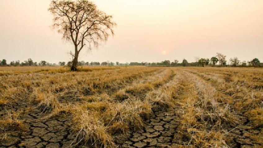 В связи с засухой земледельцы объявляют критическую ситуацию: на сегодняшний день погибло 80 проц. посевов