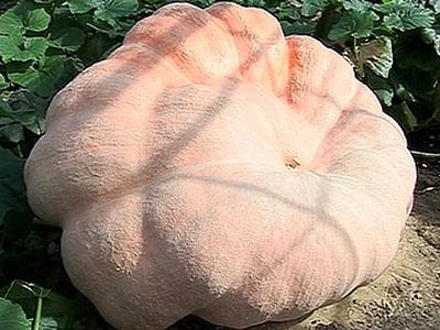 В США вырастили гигантскую тыкву
 - Хобби, отдых и развлечения