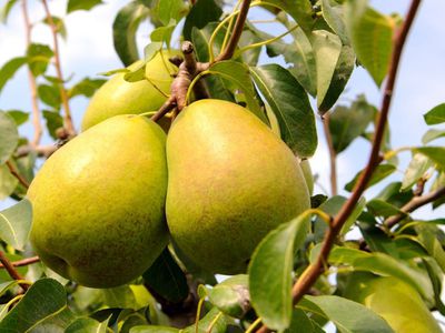 ТОП-10 идеальных продуктов для похудения - Наука и здоровье