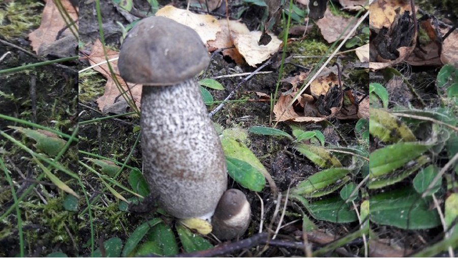 Фото № 4 конкурса «Осенние дары леса» - Конкурсы для читателей