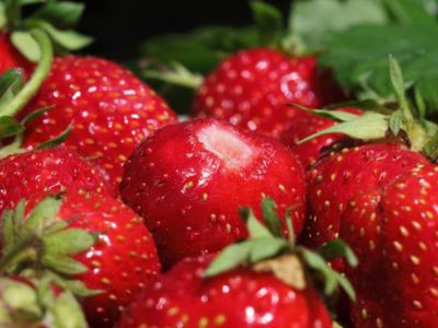 Действительно ли стоит выбирать литовскую клубнику? - Литва и страны Балтии