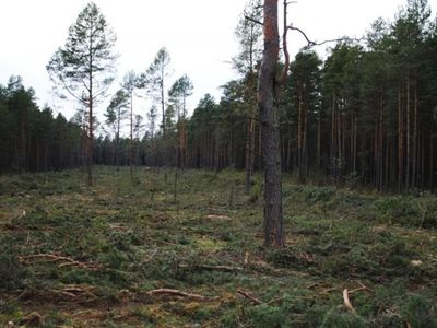 Вырубленный лес обойдется дороже, чем дом в этой местности - Происшествия и криминал