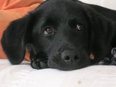 «Собака — мой друг» - В Висагинасе