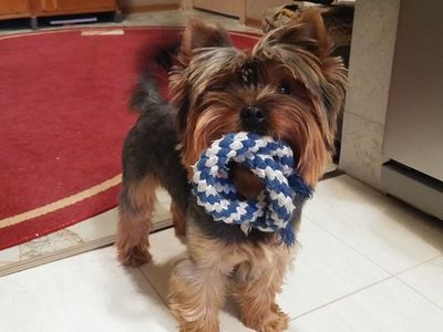 Участник №2 конкурса «Мой домашний любимец» - Конкурсы для читателей