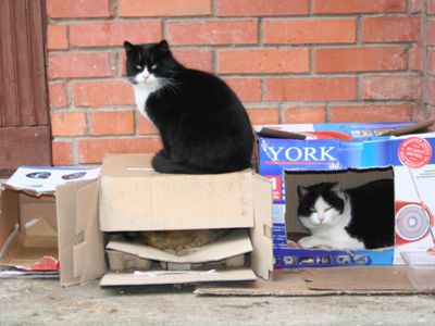 Горячая линия ТТS: Что делать с незаконной пристройкой соседа? (с 1 апреля) - В Висагинасе