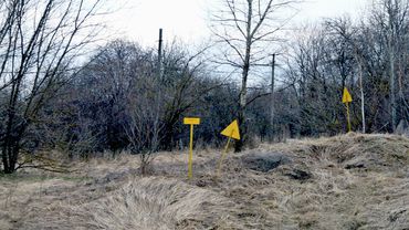На Украине разворовали сеянцы сосен для Чернобыльской зоны                                                                