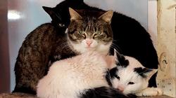 Katės, žmonės ir futbolas: neeilinė savaitė Visagine. Laida "Savaitės kontūrai" 2026 04 03 (video)