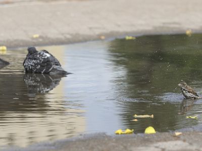В Литве снова установится осенняя погода - Литва и страны Балтии