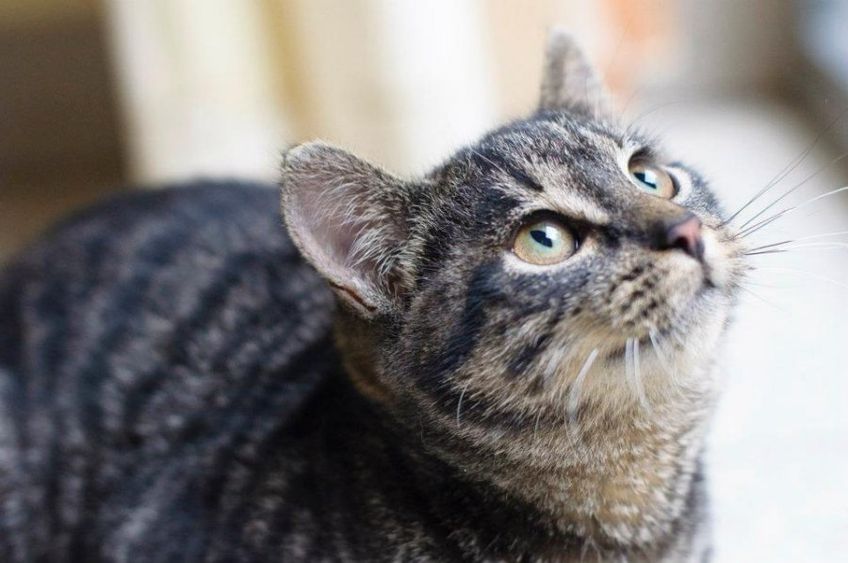 Фонд Бриджит Бардо выделил деньги на стерилизацию литовских кошек
 

                                                                
