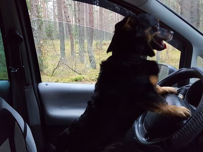 Участник № 40 конкурса «Мой домашний любимец» - Конкурсы для читателей