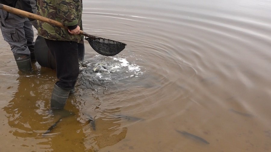 Караси в Висагинском озере будут крупные! - В Висагинасе